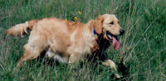 a golden retriever