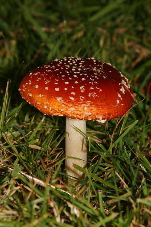 Baby Fly Agaric