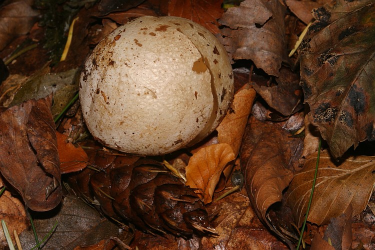Stinkhorn egg