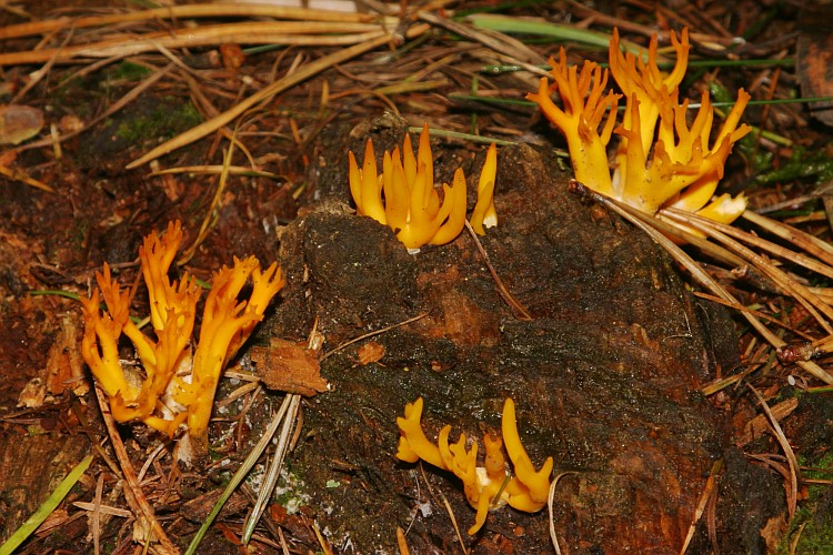 Yellow Stagshorn