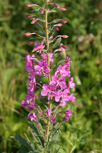 Willow herb